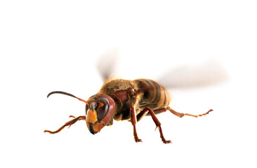 European hornet in studio