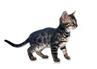 bengal kitten in studio