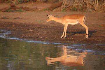 Schwarzfersenantilope / Impala / Aepyceros melampus
