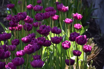 Tulips in the botanical garden, Montréal, Québec, Canada