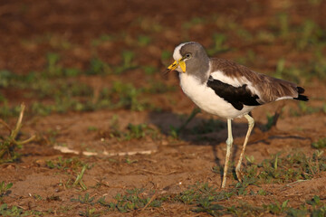 Weißscheitelkiebitz / White-crowned lapwing or White-headed lapwing / Vanellus albiceps