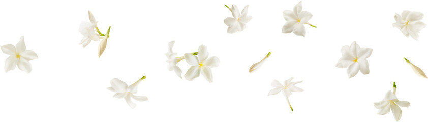white jasmine flower falling in the air