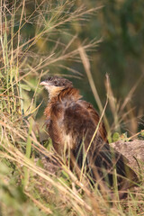 Tiputip / Burchell's coucal / Centropus superciliosus.