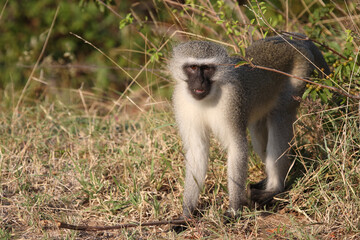 Grüne Meerkatze / Vervet monkey / Cercopithecus aethiops .