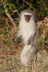 Grüne Meerkatze / Vervet monkey / Cercopithecus aethiops .