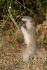 Grüne Meerkatze / Vervet monkey / Cercopithecus aethiops .