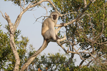 Obraz premium Grüne Meerkatze / Vervet monkey / Cercopithecus aethiops .