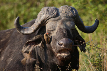 Naklejka premium Kaffernbüffel und Rotschnabel-Madenhacker / African buffalo and Red-billed oxpecker / Syncerus caffer et Buphagus erythrorhynchusuphagus erythrorhynchus