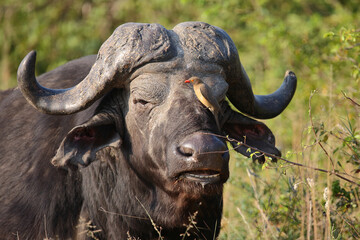 Kaffernbüffel und Rotschnabel-Madenhacker / African buffalo and Red-billed oxpecker / Syncerus caffer et Buphagus erythrorhynchusuphagus erythrorhynchus