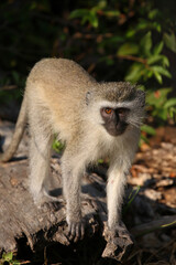 Grüne Meerkatze / Vervet monkey / Cercopithecus aethiops .