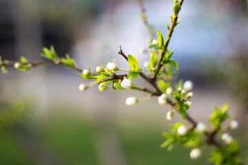 Closeup of white flower on tree branch, possibly cherry blossom