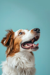 A happy dog with a joyful expression on a turquoise background.