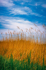 Dried common reed plant stems waving in the wind: Tranquil midwestern lakeshore summer landscape in...