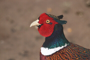 close up of a colorful bird
