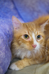 Porträt einer La Perm Katze