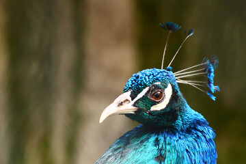 close up of peacock