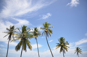 Close Coconut trees on tropical beach, blue sky summer vacation day. coconut palm tree
