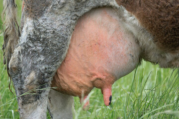 detail of cow big  udder