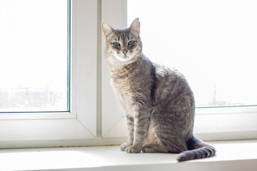 Grey Felidae carnivore with whiskers and tail sitting on window sill