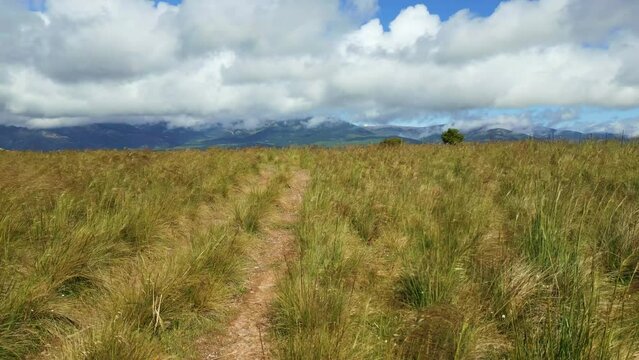 Trail through the countryside with tall grasses on both sides on a strong windy day, Guadarrama, Madrid.
