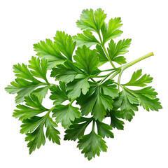 Fototapeta premium fresh parsley leaves on transparent background