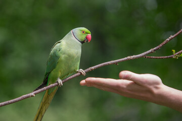 The rose-ringed parakeet eats seeds, sunflower & nuts kernels in St James's Park, London, Great Britain,Uk