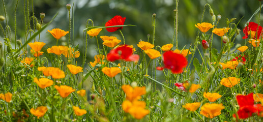 California Poppy It is a common plant in temperate areas of North and South America, typical of California