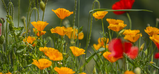 Fototapeta premium California poppy as its name indicates and also naturalized in Chile7 and a few European countries