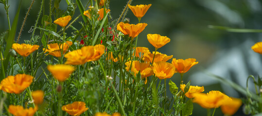 California poppy In Spain it is found in isolated points of the peninsula, in the Canary Islands and in the Balearic Islands and is considered an invasive species