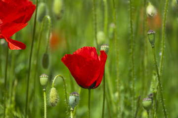 The common poppy blooms and fruits before harvesting the crops