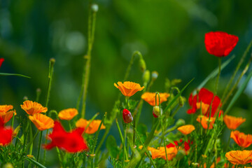 California poppy Perennial plant, annual or perennial, erect and between 30 and 60 cm high. The leaves are pinnatisect or pinnatipartidae
