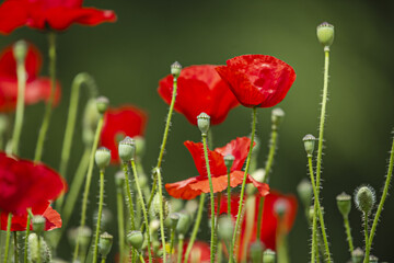 Naklejka premium The common poppy Its life cycle adapts to most cereal crops