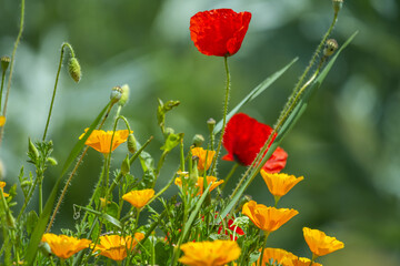 California poppy The part of the plant that is used medicinally is made up of the aerial parts collected during the flowering season