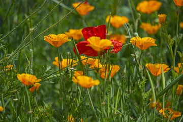 California poppy It has no adverse effects but in higher quantities it can cause respiratory depression