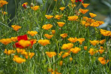 California Poppy appears to lack risks of addiction and toxicity, however, there is a similarity between protopine and morphine