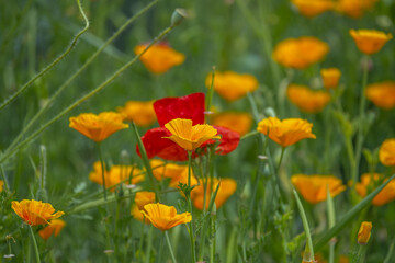 California Poppy It is contraindicated in case of glaucoma, pregnancy or breastfeeding