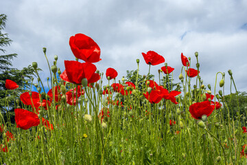 Obraz premium The common poppy or wild poppy (Papaver rhoeas), is a phanerogamous species of the Papaver genus, belonging to the Papaveraceae family