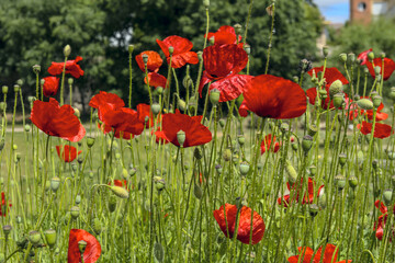 The common poppy The leaves, which grow alternately along the stem, without petiole, are pinnate...