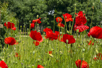 The common poppy is an annual plant that can reach more than 50 cm in height. It has erect and...