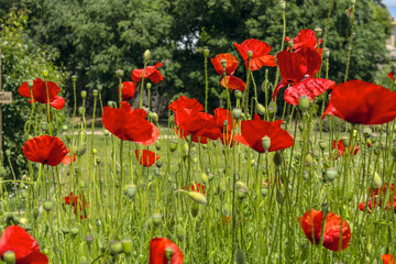 The common poppy The flowers, deep scarlet in color, bell-shaped and almost spherical, have four fine petals and two hairy sepals