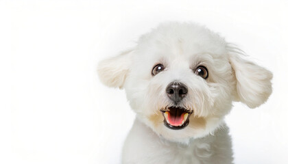 Obraz premium Bichon Frise dog - Canis lupus familiaris - is a dog of French origin but found early success in Spain. isolated on white background