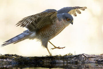Birds of prey male Sparrowhawk Accipiter nisus, hunting time bird sitting on forrest pond and drinking water, Poland Europe