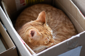 A Felidae with fawn fur and whiskers lays in cardboard box gazing at the camera