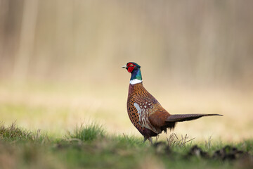 Bird - Common pheasant Phasianus colchius Ring-necked pheasant in natural habitat wildlife Poland Europe