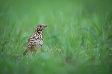 Bird - Song Trush Turdus philomelos in the forrest waterhole amazing warm light sunset sundown	