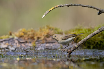 Small bird - Willow warbler Phylloscopus trochilus perched on tree, spring time
