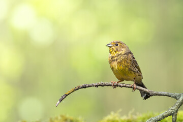 bird yellowhammer Emberiza citrinella on forest pond waterhole amazing warm light sunset sundown