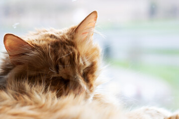 Closeup of a domestic shorthaired cat laying down with eyes closed