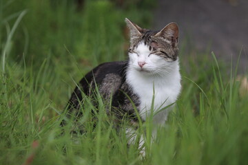 Cute fluffy cat in the meadow, Gray and White