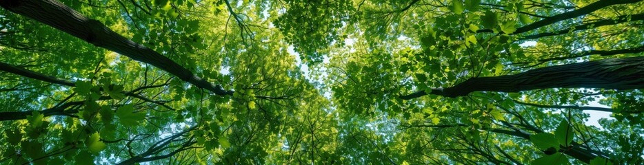 Abstract Summer Forest Canopy Pattern Background. With Copy Space, Abstract Background